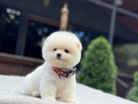 Orjinal Pomeranian Boo 