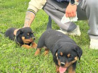 BABA TÜRKİYE ŞAMPİYONU ANNE BABA SRCLI SAFKAN KÖPEKLER