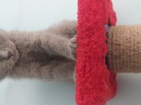 Gri Scottish Fold Dişi