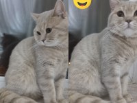 British shorthair merkürümüze eş arıyoruz