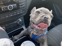 FRENCH BULLDOG BLUE EGZOTİK ERKEK 5 AYLIK