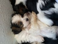 Evcil yavru köpekler