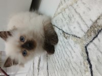 Dişi ragdoll kızım yeni yuvasını arıyor