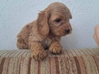 Cockapoo 2 Aylık Yavrular yeni yuvalarını arıyor