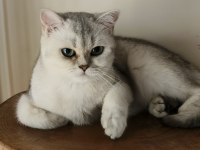 Scottish straight shorthair ns11 dişi