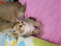 Ny12 safkan British Shorthair Bebekler