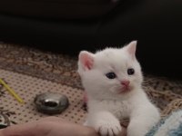 Sevdiğiniz için en güzeli british shorthair