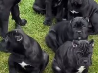 A Kaliteli Cane Corso Yavrular