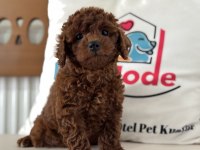 Petmode Köpek Çiftliğinden Kore Toy Poodle