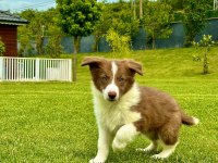Üstün zekalı akıl küpü siyah ve kahve renk border collie