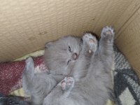 1 aylık british shorthair yavrular