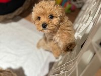 Büyümeme garantili tüy dökmeyen maltipoo