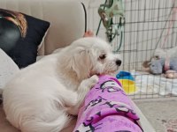 Maltese Cesurum prensim