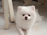 1 Yaşında Pomeranian Oğlumuz