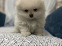 Pomeranian boo bebekler