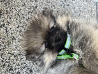 Nadir tüy rengine sahip eşsiz pomeranian yavrusu