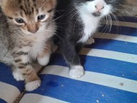 3 kardeşe sahip aranıyor kedilere