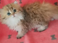 Full şecereli golden british longhair dişi