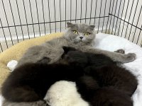 Bluepoint scottish fold ve straight bebekler rezerveye açık