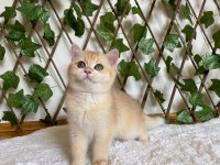 British Shorthair Golden NY12 Dişi