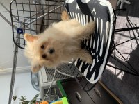 Çok uygun POMAPOO