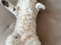British longhair erkek