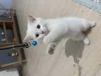 british shorthair yavrumuz