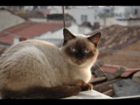 Dişi British Shorthair