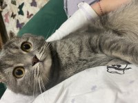 Scottish fold oğlumuza yuva arıyoruz