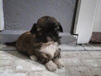 Shih tzu şitzu yavruları