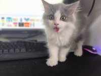 Bicolor British Longhair
