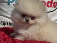Üst segment teddy face pomeranian yavrularımız