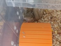 Kayseri Gonzales hamster