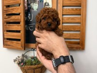 Teacup Poodle Yavru