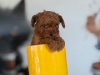 2 aylık ırk ve sağlık garantili poodle köpekler