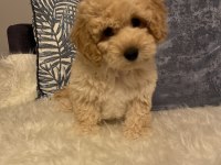 F1 Maltipoo yavru