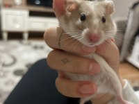 Ücretsiz Sevimli Hamster