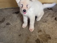 Beyaz Akita