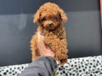 Petmode den 4 aylık 700 gr tea cup kore poodle