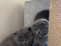 British ve scottish fold dişi kedimiz