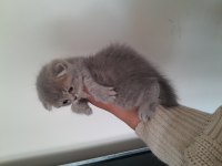 Scottish fold ve Scottish straight
