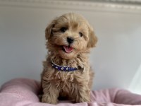 Maltipoo En Küçük Boy maltipoo Yavrularımız