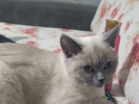 10 Aylık Bakımlı Ev Kedisi Dişi Blue Point Kedimiz