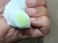Gökkuşağı turkuaz cep papağanı bebekler