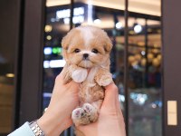 MALTİPOO ÇOCUKLARIM