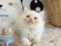 Kar Beyazı British Longhair