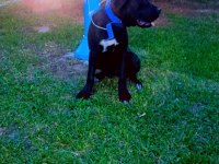 Cane corso köpeği