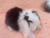 Hollanda teddy lop tavşan yavruları