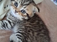 Aldın aldın son 4 yavru scottish fold