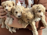 A KALİTE SAFKAN MALTİPOO